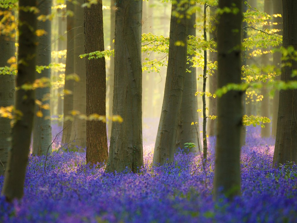 Обои цветы, природа, лес, весна, flowers, nature, forest, spring разрешение 2048x1365 Загрузить