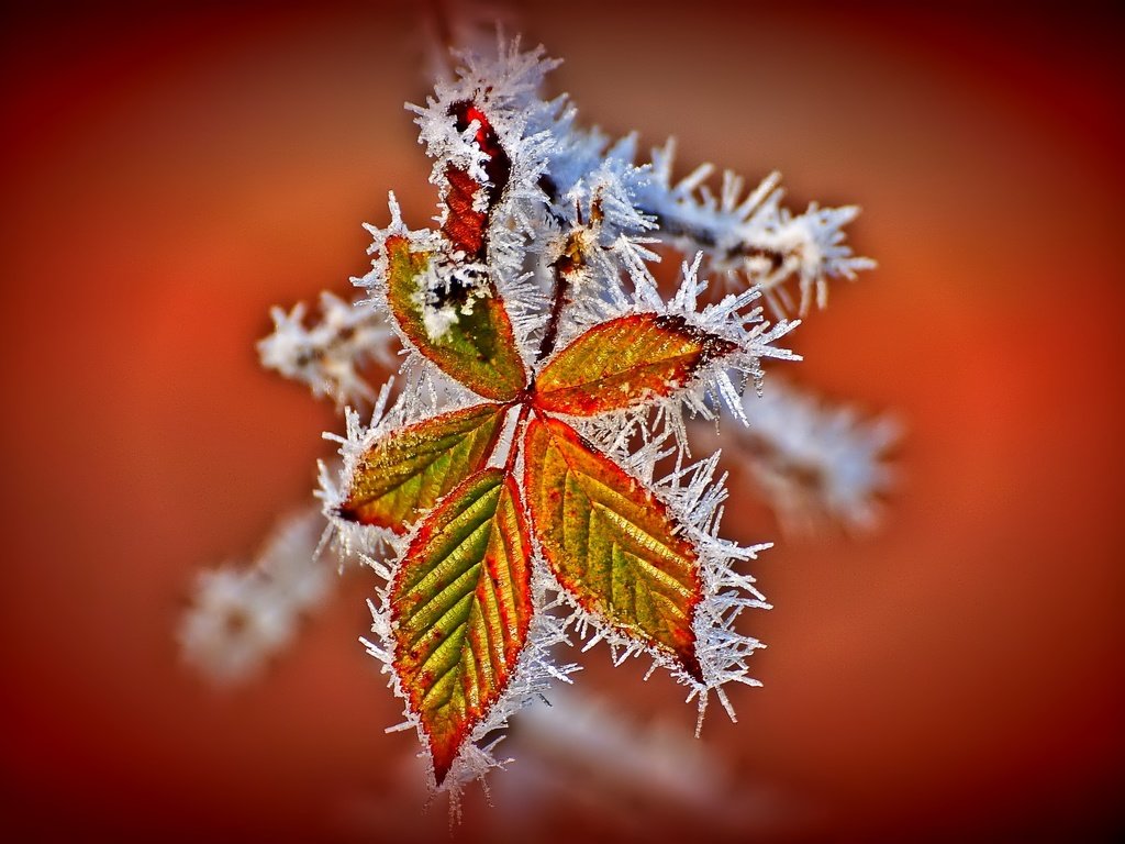 Обои листья, иней, осень, leaves, frost, autumn разрешение 2048x1361 Загрузить