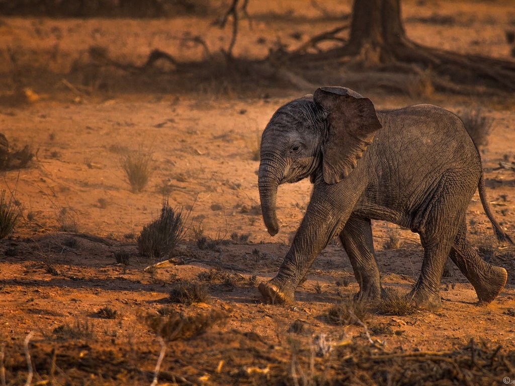 Обои животные, слон, слоненок, животно е, слоники, animals, elephant, elephants разрешение 2000x1329 Загрузить