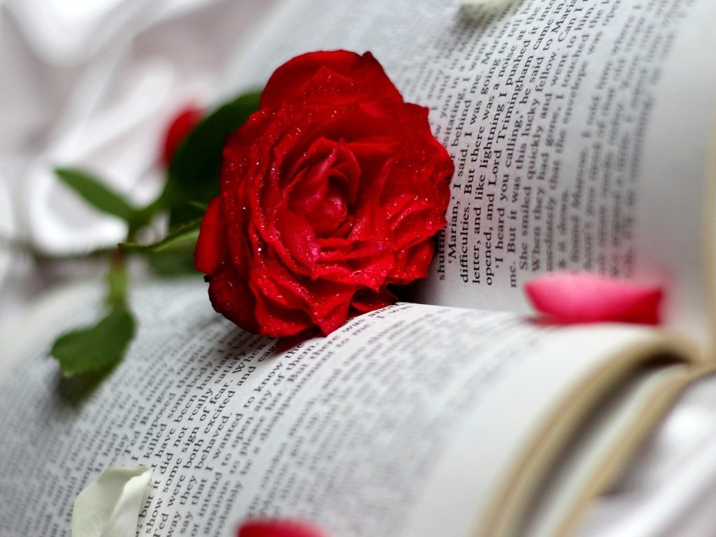 Обои цветок, роза, книга, flower, rose, book разрешение 1920x1080 Загрузить