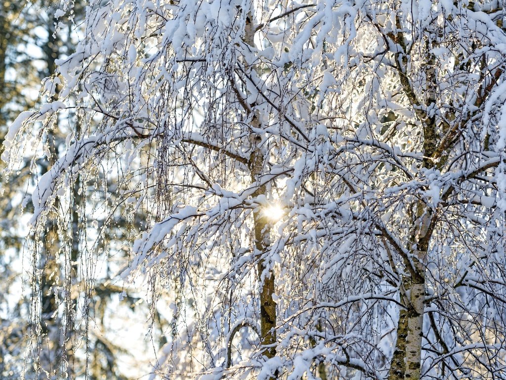 Обои свет, деревья, солнце, снег, зима, ветки, березы, light, trees, the sun, snow, winter, branches, birch разрешение 2600x1735 Загрузить