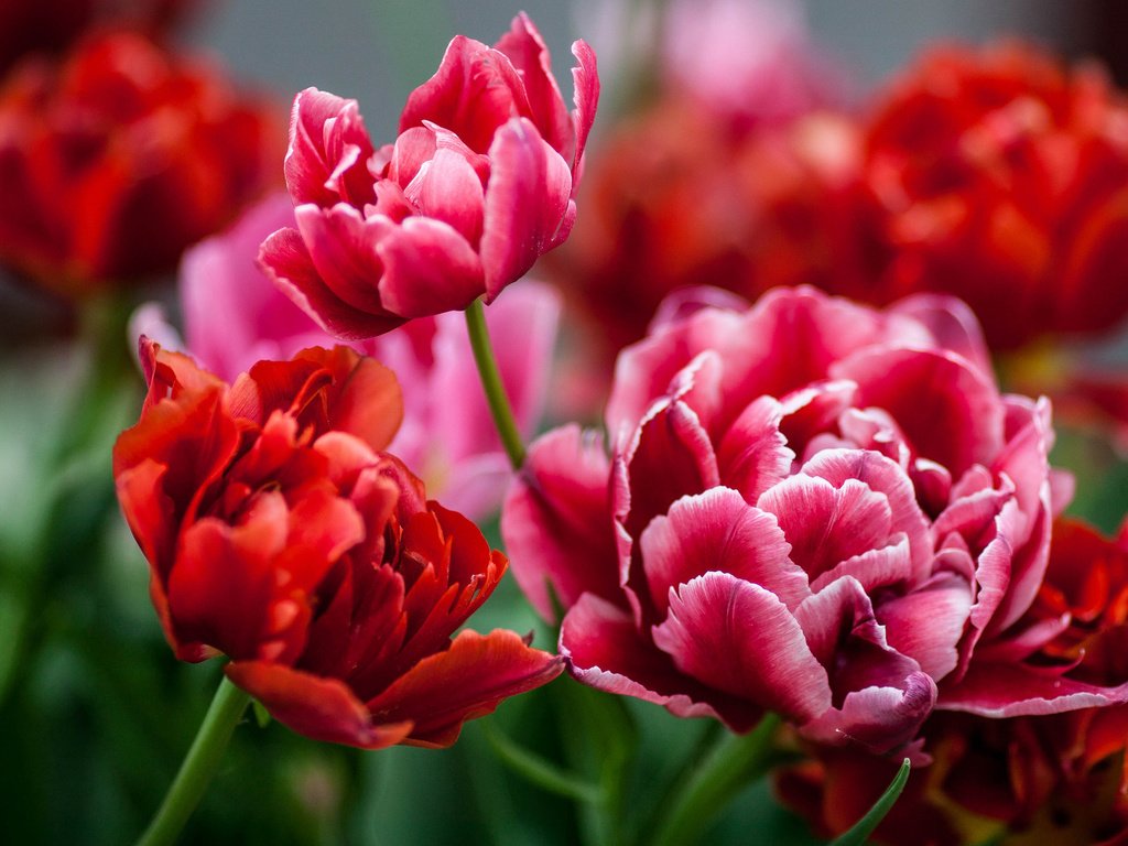 Обои бутоны, красные, тюльпаны, buds, red, tulips разрешение 2048x1272 Загрузить