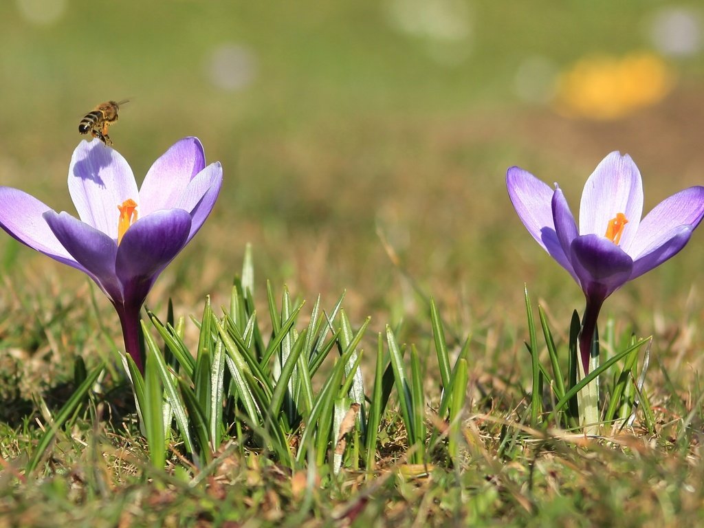 Обои весна, пчела, крокусы, spring, bee, crocuses разрешение 2000x1297 Загрузить