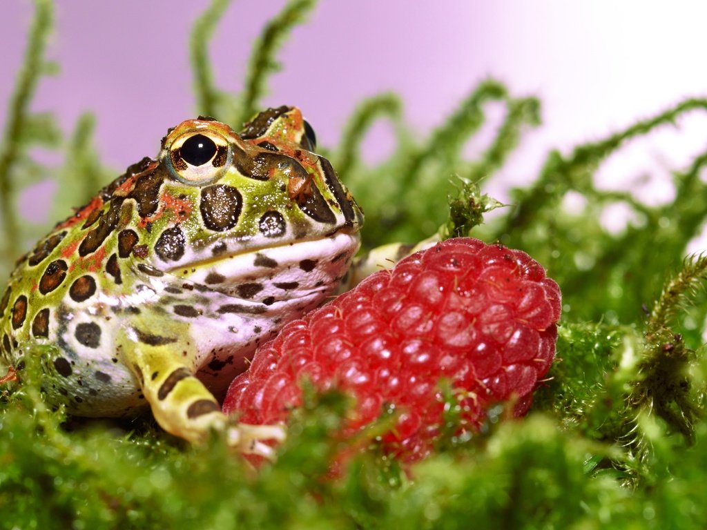 Обои трава, малина, ягода, лягушка, жаба, grass, raspberry, berry, frog, toad разрешение 3300x2043 Загрузить
