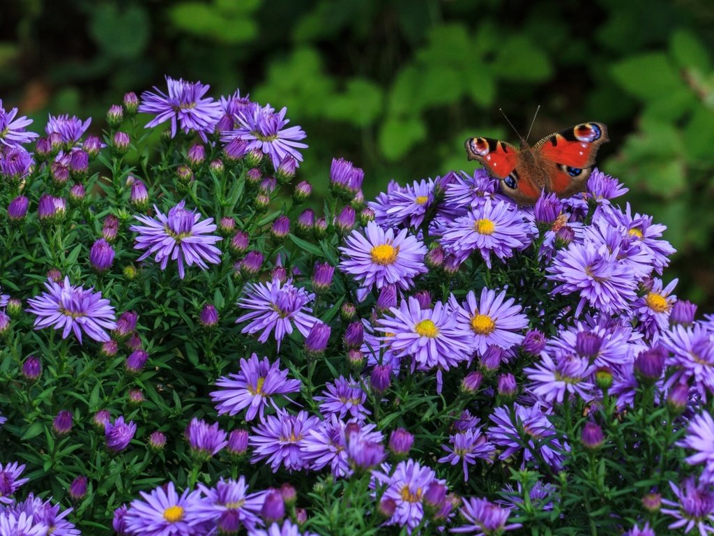 Обои цветы, насекомое, бабочка, сиреневые, татарская астра, flowers, insect, butterfly, lilac, tatar astra разрешение 1920x1255 Загрузить