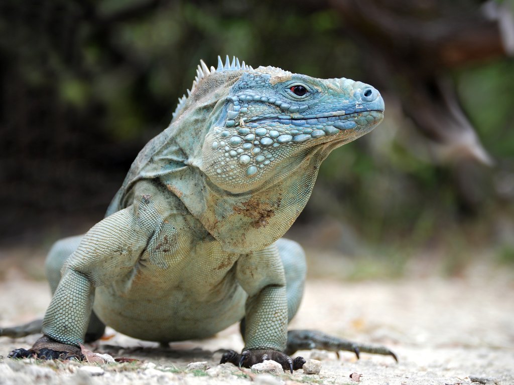Обои поза, ящерица, рептилия, игуана, пресмыкающееся, blue iguana, pose, lizard, reptile, iguana разрешение 3872x2592 Загрузить