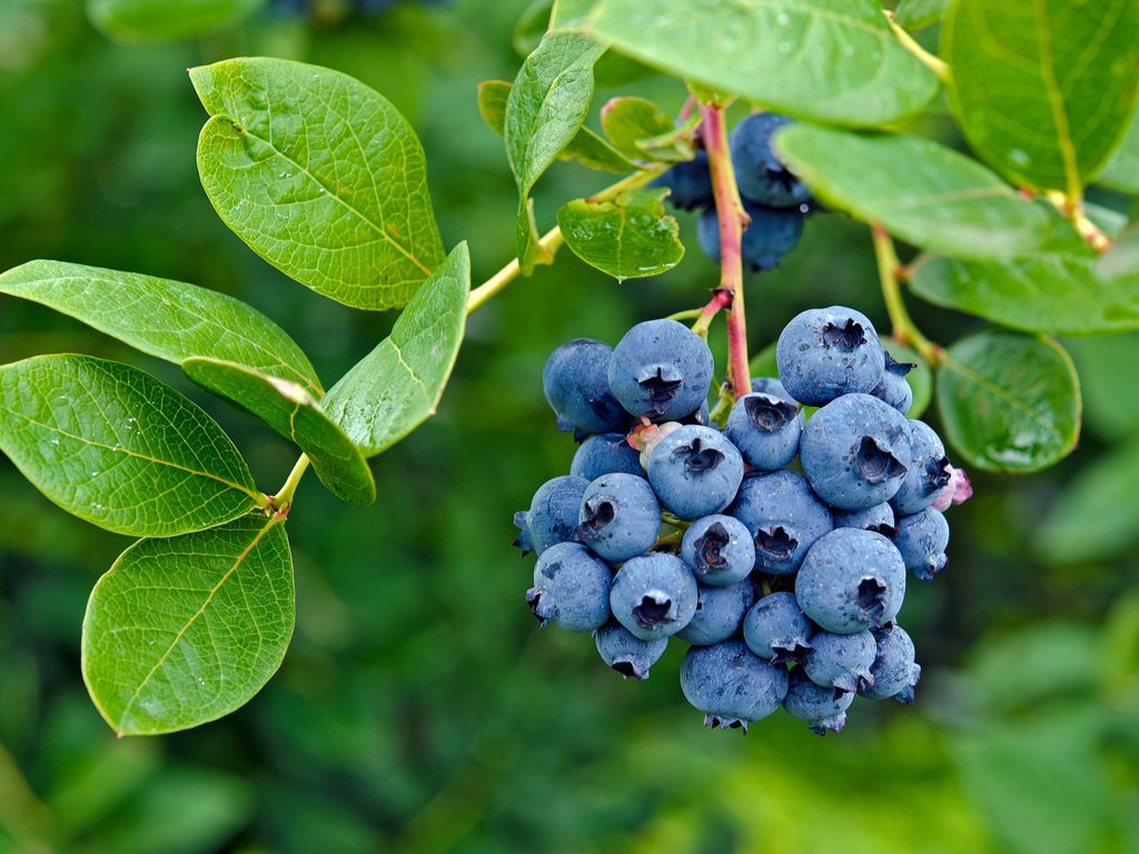 Обои листья, ягоды, лесные ягоды, черника, парное, черничный, leaves, berries, blueberries, fresh, blueberry разрешение 2880x1908 Загрузить