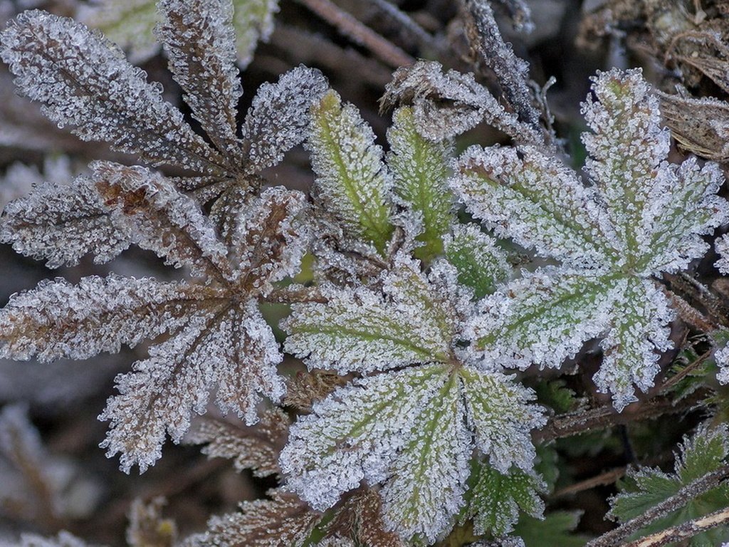 Обои природа, листья, макро, иней, растение, nature, leaves, macro, frost, plant разрешение 1933x1080 Загрузить