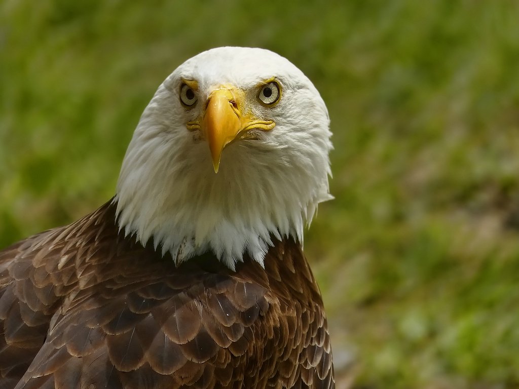 Обои портрет, взгляд, орел, птица, клюв, белоголовый орлан, portrait, look, eagle, bird, beak, bald eagle разрешение 2048x1152 Загрузить