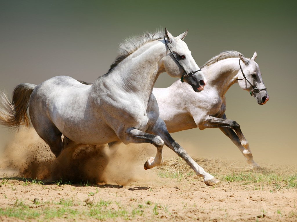 Обои пара, лошади, кони, пыль, грива, бег, копыта, белые лошади, pair, horse, horses, dust, mane, running, hooves, white horse разрешение 1920x1200 Загрузить