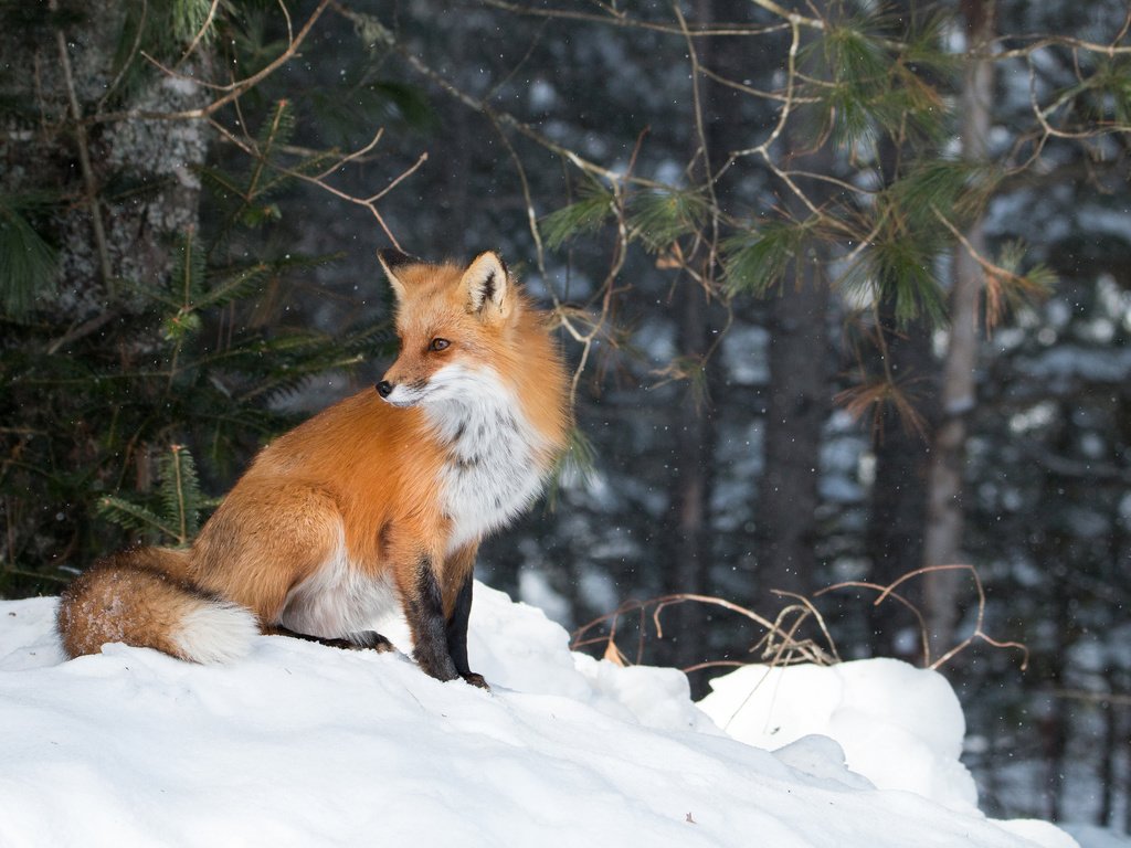 Обои лес, зима, лиса, forest, winter, fox разрешение 2048x1365 Загрузить