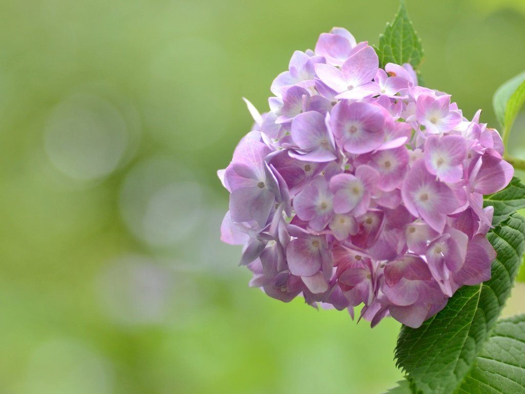 Обои цветы, макро, розовые, гортензия, flowers, macro, pink, hydrangea разрешение 2048x1356 Загрузить