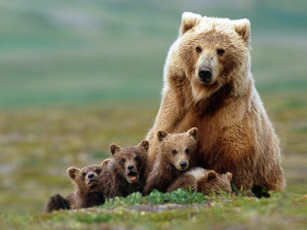 Обои медведь, семья, медведи, гризли, медвежата, bear, family, bears, grizzly разрешение 1920x1200 Загрузить