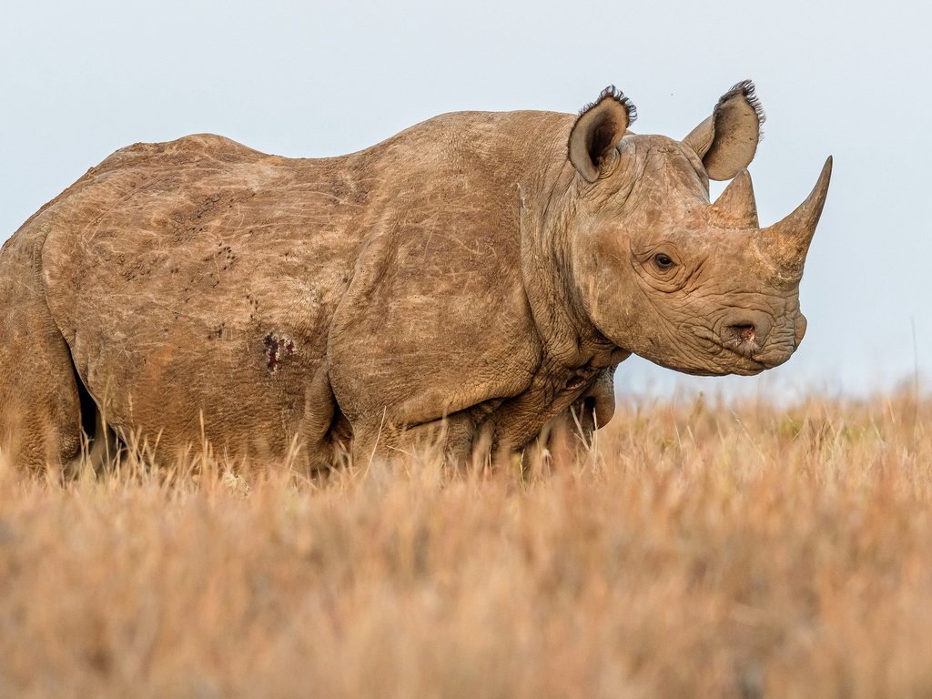 Обои природа, фон, носорог, nature, background, rhino разрешение 2047x1275 Загрузить
