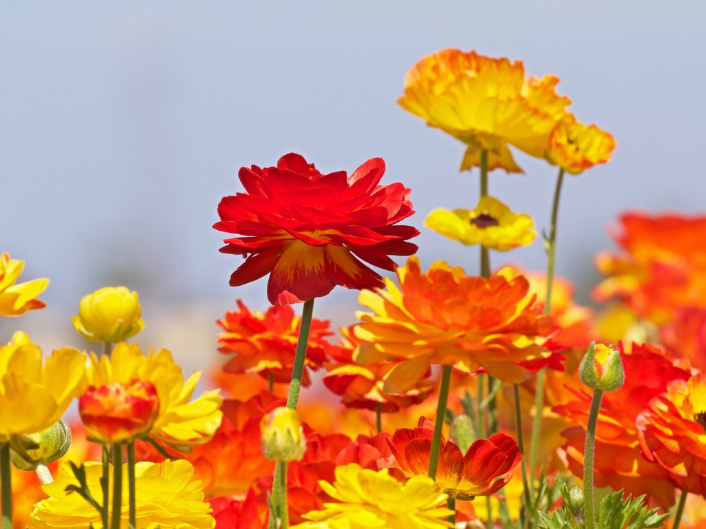 Обои цветы, бутоны, ранункулюс, лютики, flowers, buds, ranunculus, buttercups разрешение 5472x3648 Загрузить