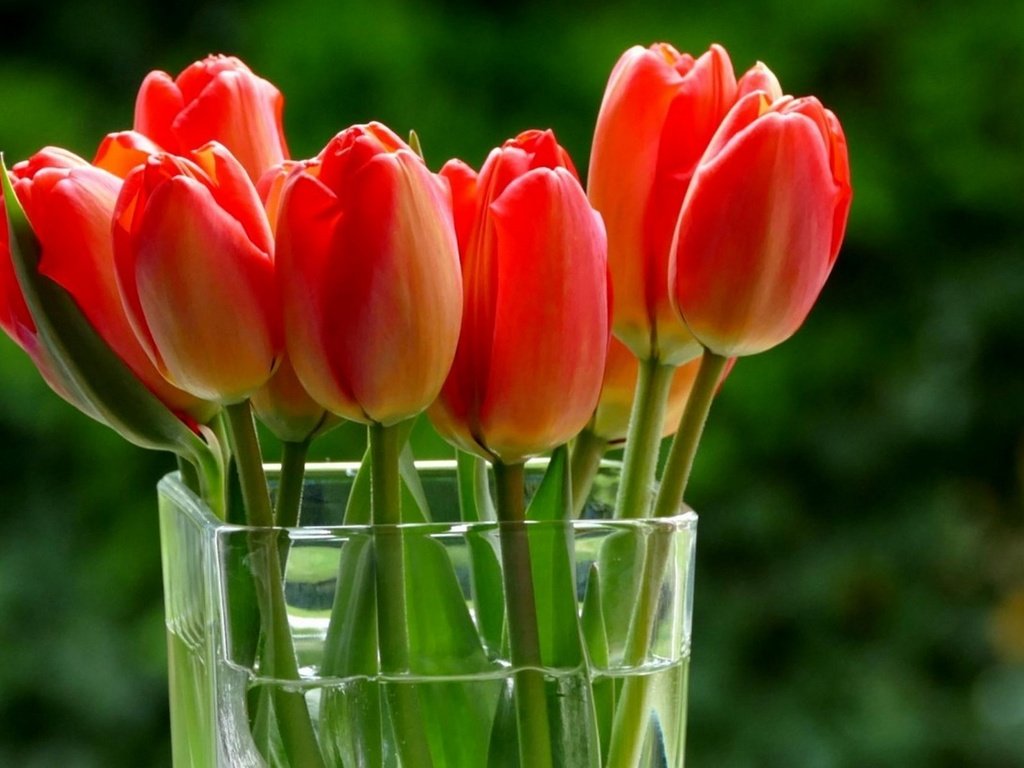 Обои букет, тюльпаны, ваза, боке, bouquet, tulips, vase, bokeh разрешение 1920x1200 Загрузить