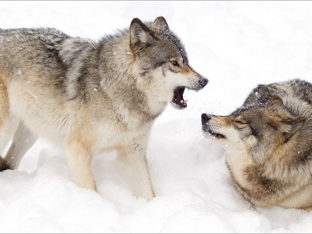 Обои зима, животные, пара, волки, на природе, животно е, woles, winter, animals, pair, wolves, nature разрешение 1920x1080 Загрузить