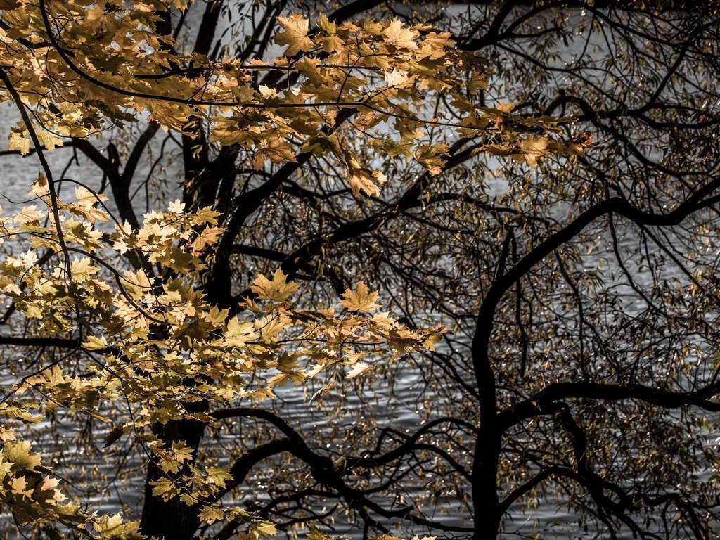 Обои деревья, листья, осень, trees, leaves, autumn разрешение 2000x1333 Загрузить