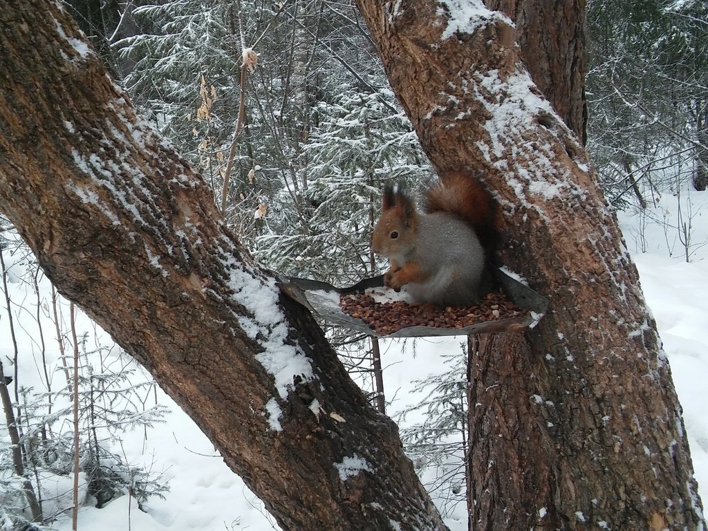 Обои лес, белка, кушает, орешки, белочка, сибирь, кедровые, forest, protein, eats, nuts, squirrel, siberia, cedar разрешение 2560x1600 Загрузить