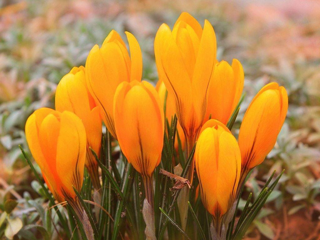 Обои цветы, весна, желтые, крокусы, yellow crocuses, flowers, spring, yellow, crocuses разрешение 3000x1900 Загрузить