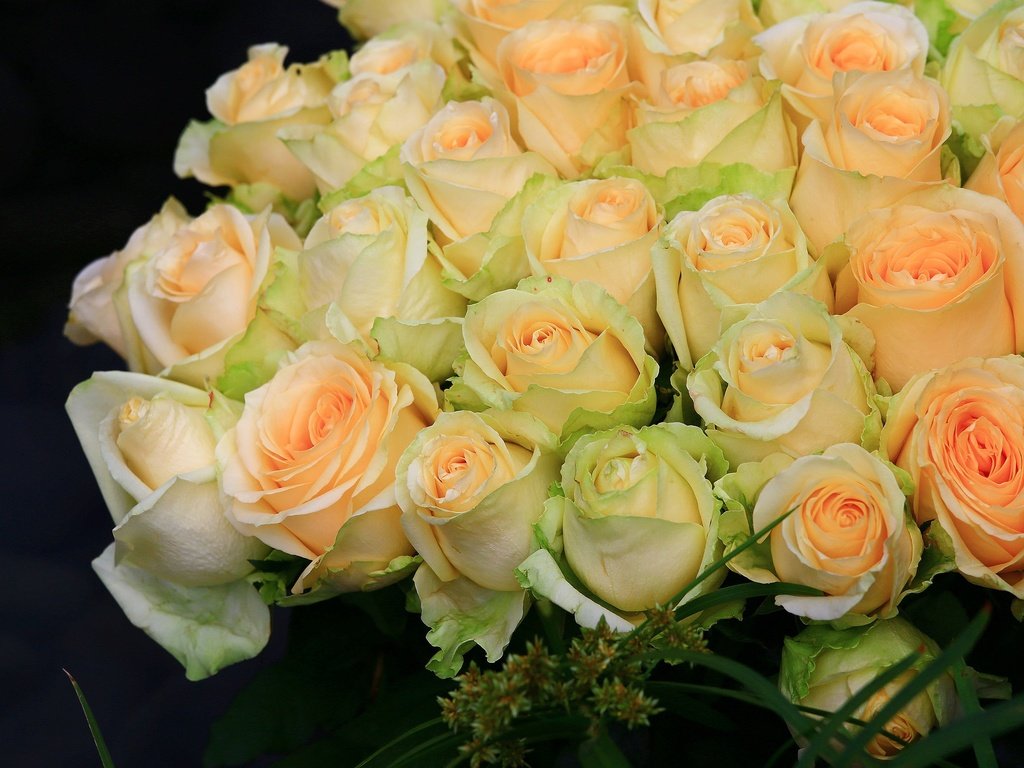 Обои цветы, бутоны, розы, черный фон, букет, flowers, buds, roses, black background, bouquet разрешение 2048x1365 Загрузить