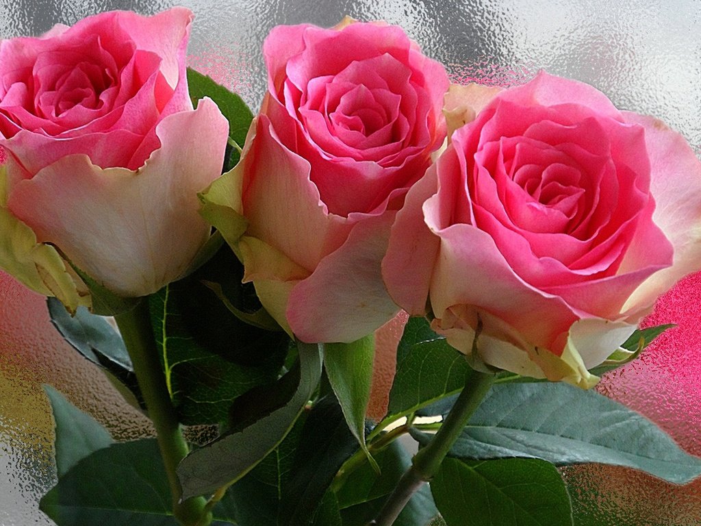 Обои цветы, роса, капли, розы, роза, бутон, букет, flowers, rosa, drops, roses, rose, bud, bouquet разрешение 1920x1080 Загрузить