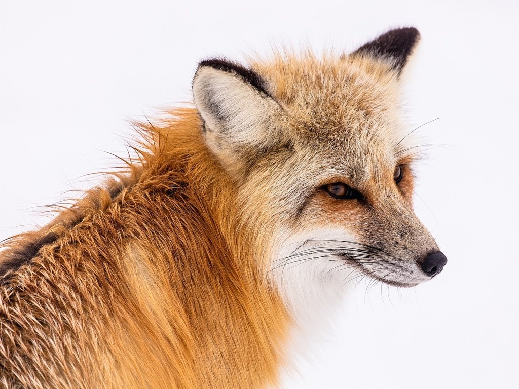 Обои глаза, мордочка, взгляд, лиса, лисица, животное, eyes, muzzle, look, fox, animal разрешение 1920x1279 Загрузить