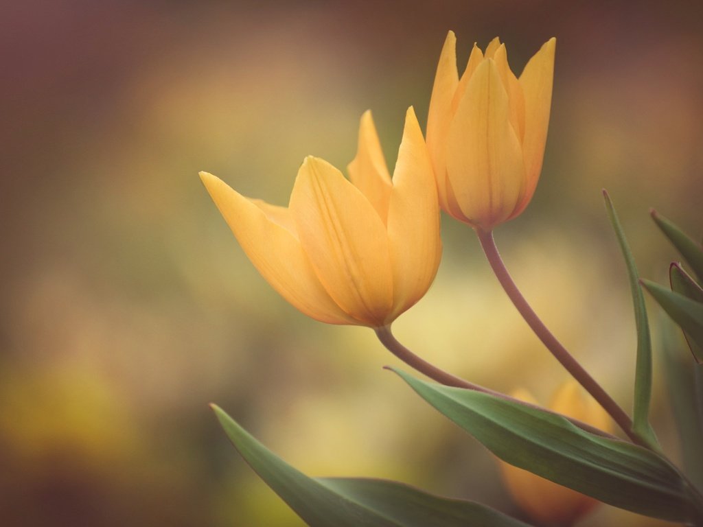 Обои бутоны, фон, лепестки, весна, тюльпаны, дуэт, жёлтые тюльпаны, buds, background, petals, spring, tulips, duo, yellow tulips разрешение 2048x1367 Загрузить