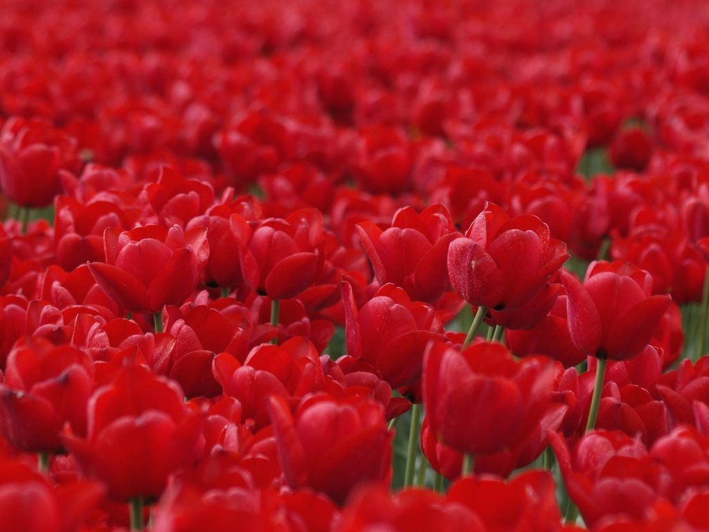 Обои цветы, бутоны, красные, весна, тюльпаны, flowers, buds, red, spring, tulips разрешение 2048x1230 Загрузить