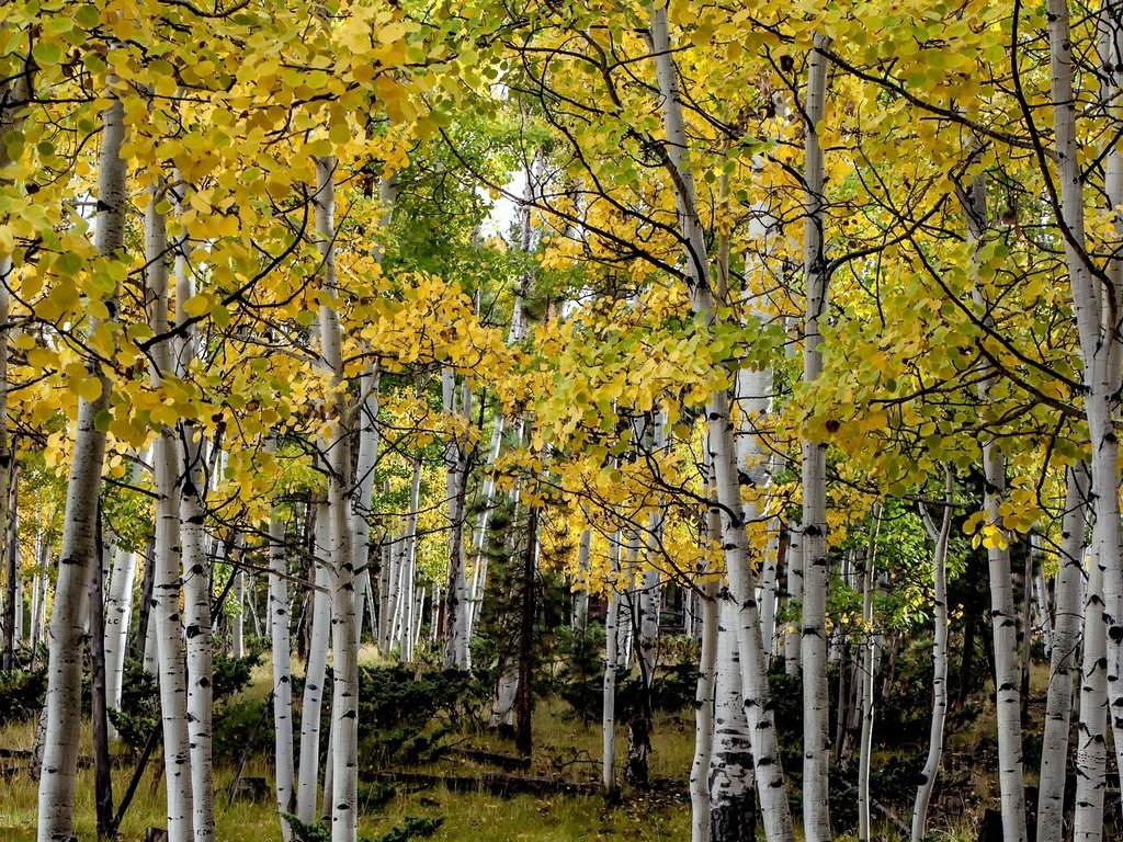 Обои деревья, осень, сша, роща, колорадо, осина, trees, autumn, usa, grove, colorado, aspen разрешение 3000x1569 Загрузить