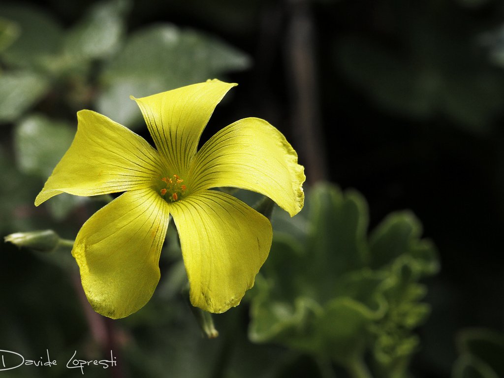 Обои природа, листья, фон, цветок, лепестки, желтые, кислица, davide lopresti, nature, leaves, background, flower, petals, yellow, oxalis разрешение 2000x1333 Загрузить