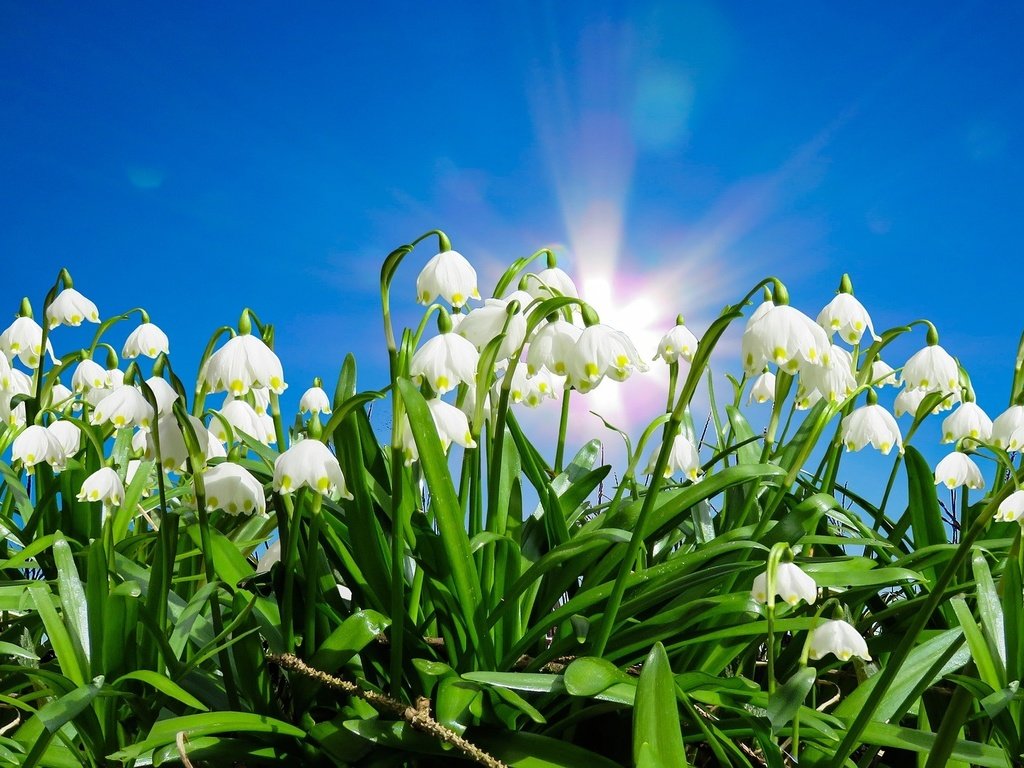 Обои небо, цветы, солнце, листья, весна, белоцветник, the sky, flowers, the sun, leaves, spring, snowflake разрешение 1920x1167 Загрузить