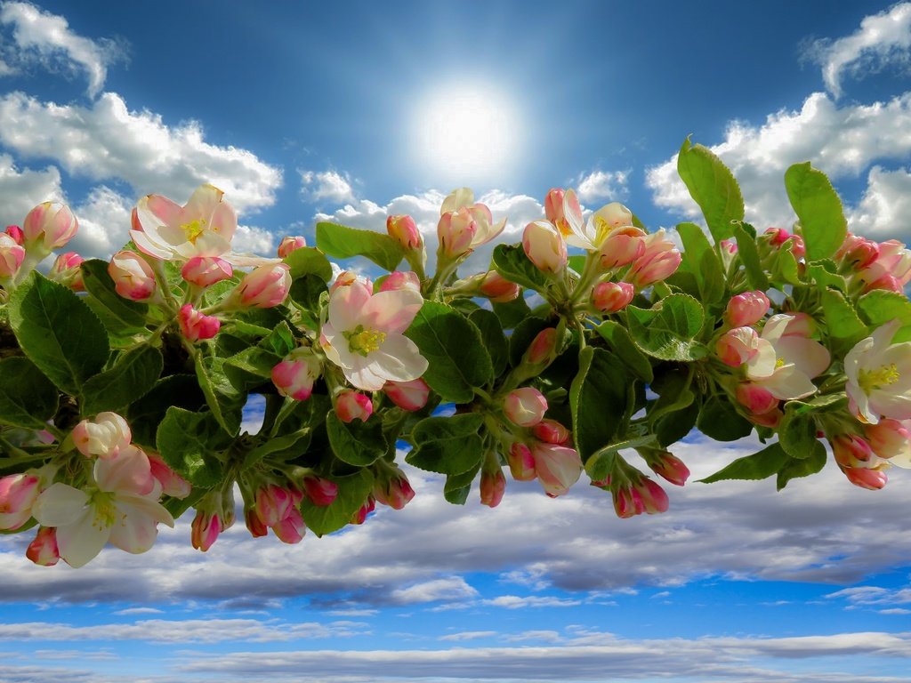 Обои небо, облака, ветка, цветение, весна, яблоня, the sky, clouds, branch, flowering, spring, apple разрешение 3543x2362 Загрузить
