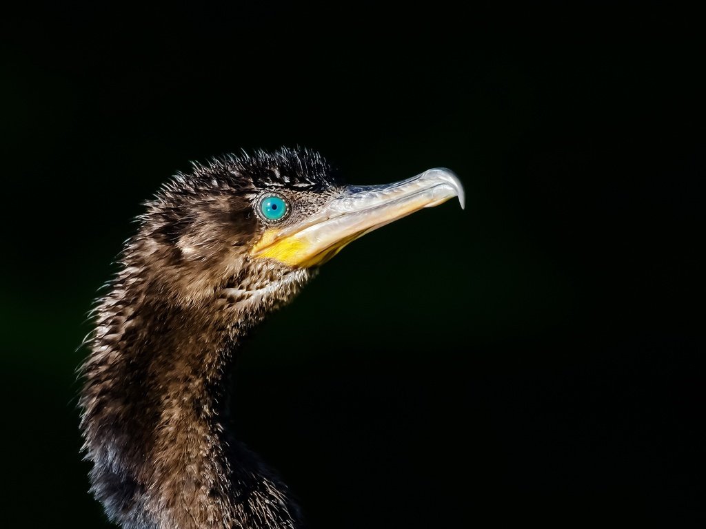 Обои птица, клюв, черный фон, баклан, phalacrocorax brasilianus, bigua, bird, beak, black background, cormorant разрешение 2048x1323 Загрузить