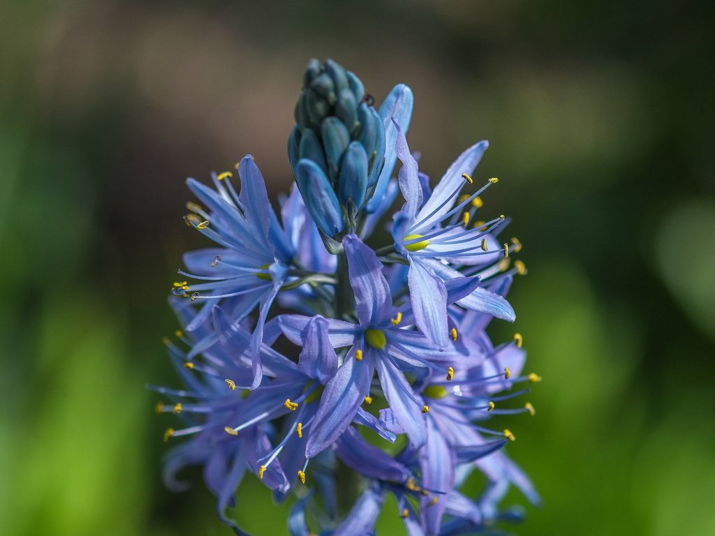 Обои цветы, размытость, растение, соцветия, агапантус, jazzmatica, flowers, blur, plant, inflorescence, agapanthus разрешение 4896x2760 Загрузить