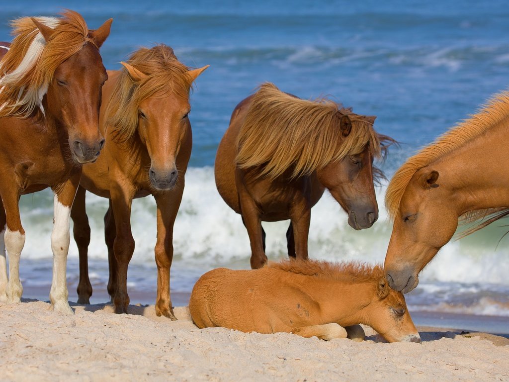Обои море, лошади, кони, жеребенок, sea, horse, horses, foal разрешение 2048x1365 Загрузить