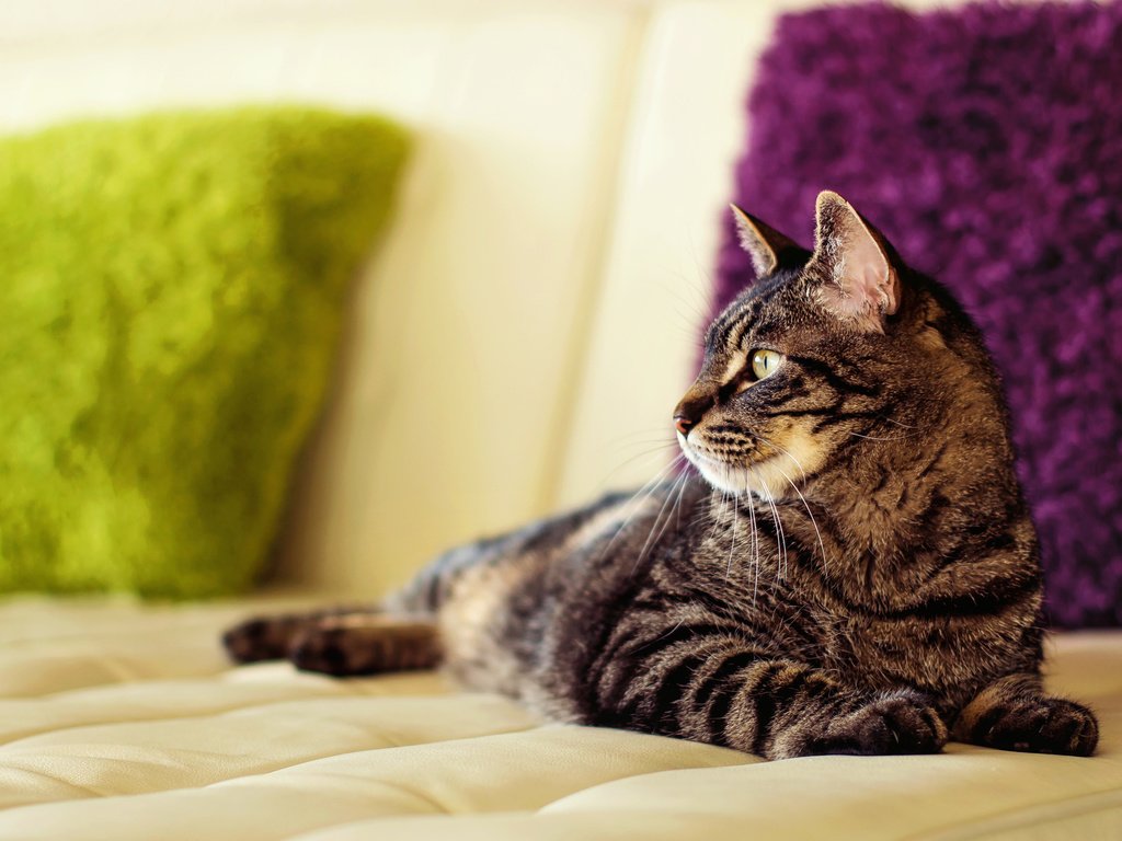Обои подушки, кот, кошка, диван, мейн-кун, pillow, cat, sofa, maine coon разрешение 3840x2400 Загрузить