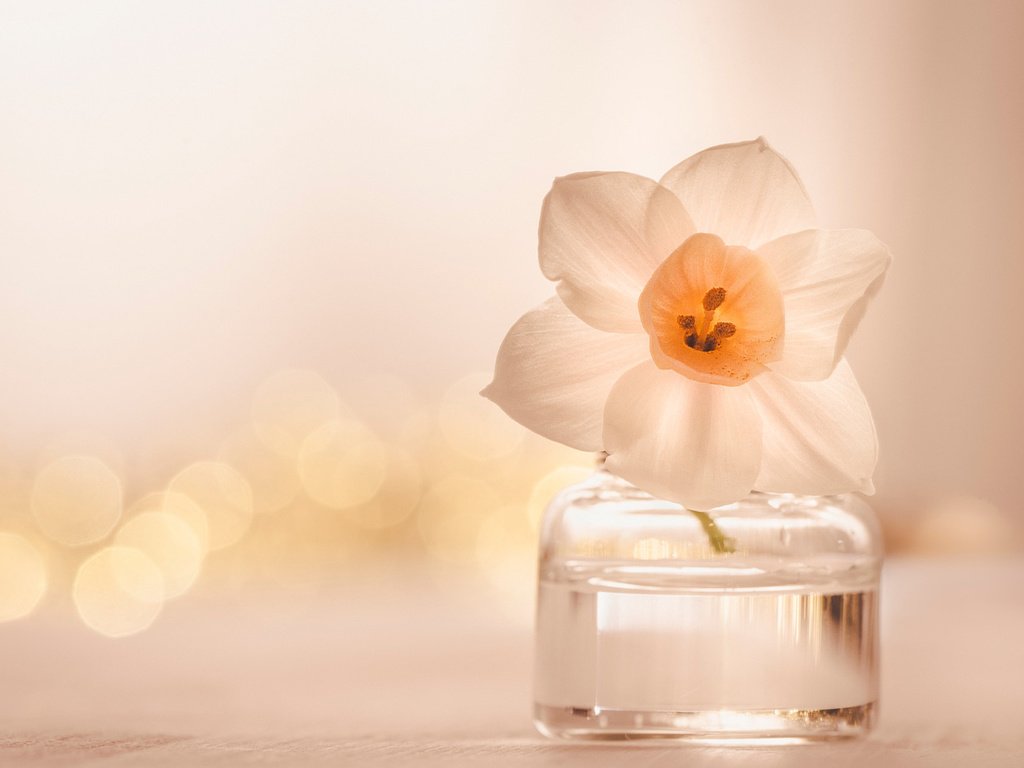Обои цветок, лепестки, блики, нарцисс, баночка, flower, petals, glare, narcissus, jar разрешение 1920x1200 Загрузить