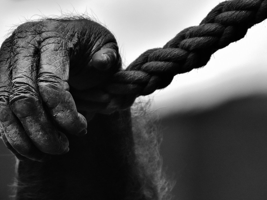 Обои чёрно-белое, веревка, лапа, обезьяна, горилла, black and white, rope, paw, monkey, gorilla разрешение 1920x1185 Загрузить