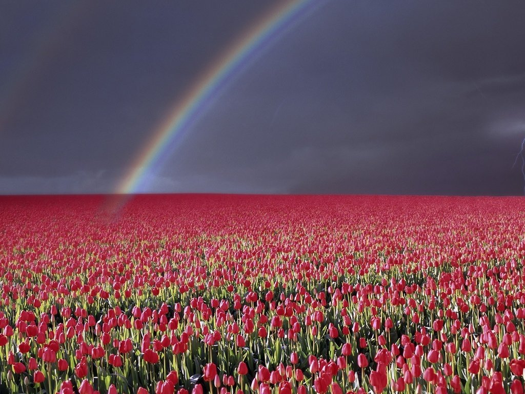 Обои небо, гроза, цветы, природа, пейзаж, молния, горизонт, радуга, тюльпаны, the sky, the storm, flowers, nature, landscape, lightning, horizon, rainbow, tulips разрешение 1920x1080 Загрузить