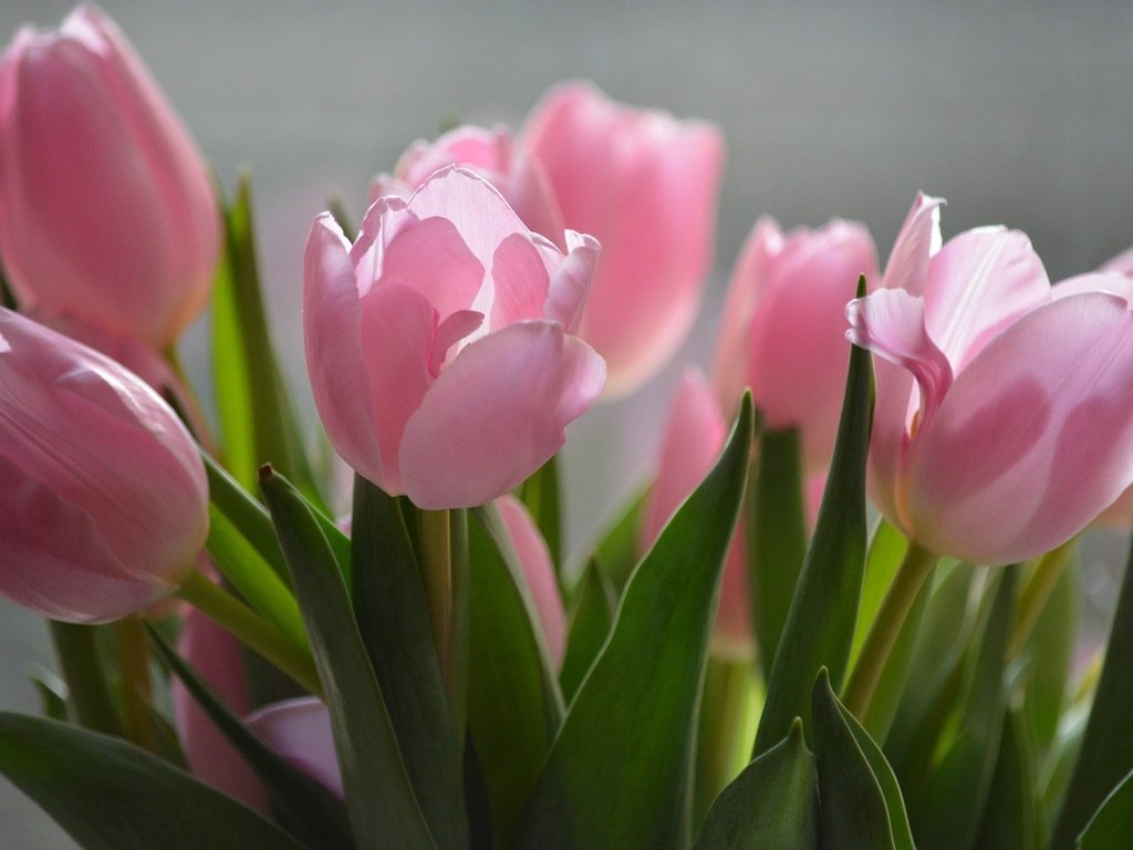 Обои цветы, природа, тюльпаны, розовые, flowers, nature, tulips, pink разрешение 1920x1280 Загрузить