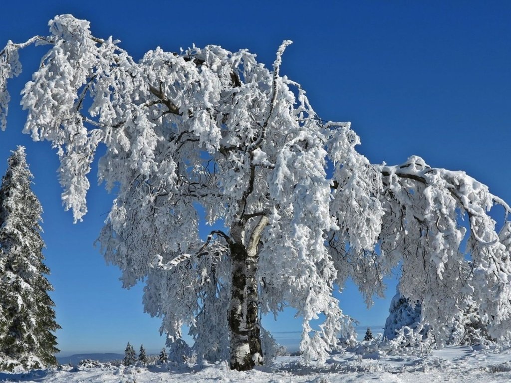 Обои небо, деревья, снег, природа, зима, ветки, иней, the sky, trees, snow, nature, winter, branches, frost разрешение 1920x1080 Загрузить