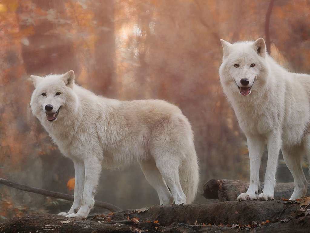 Обои хищники, волки, белый волк, predators, wolves, white wolf разрешение 1920x1080 Загрузить