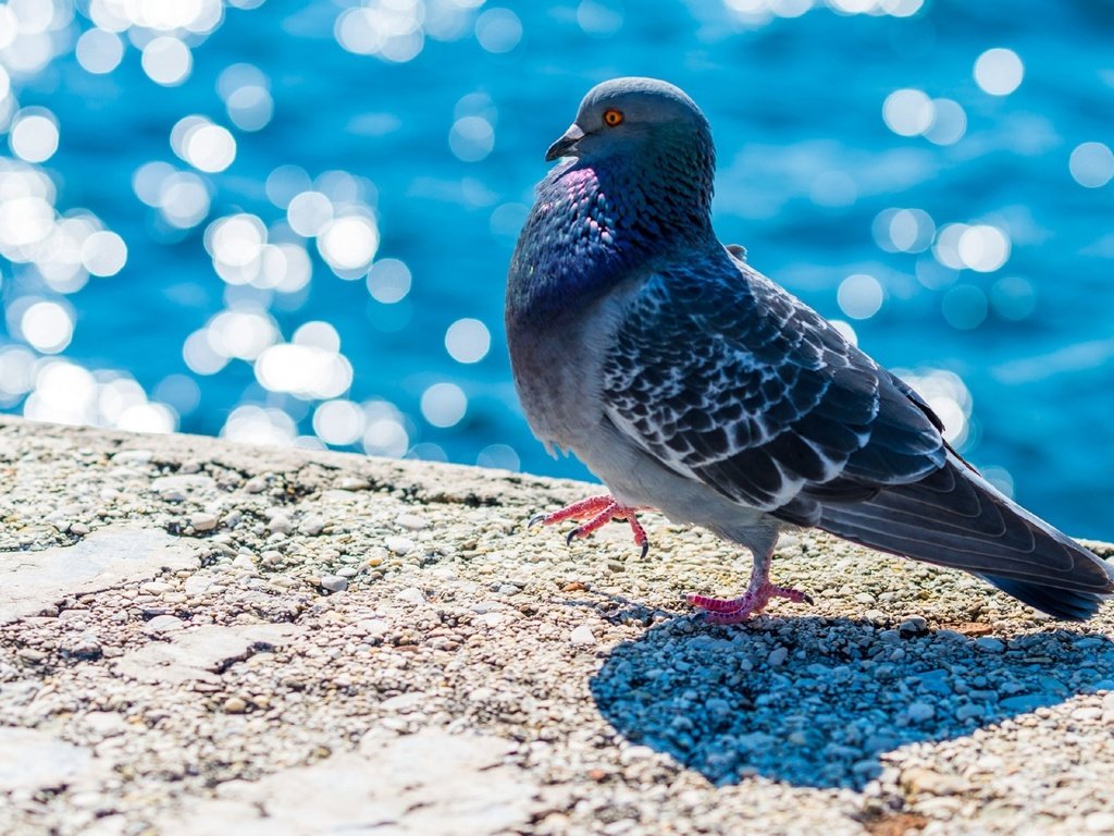 Обои вода, набережная, птица, клюв, перья, голубь, боке, water, promenade, bird, beak, feathers, dove, bokeh разрешение 2560x1440 Загрузить