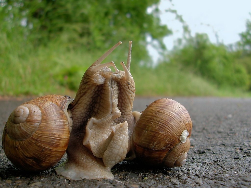 Обои отношения, улитки, виноградная улитка, relationship, snails, grape snail разрешение 2468x1626 Загрузить