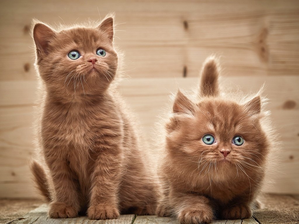 Обои взгляд, котята, двое, look, kittens, two разрешение 3872x3195 Загрузить