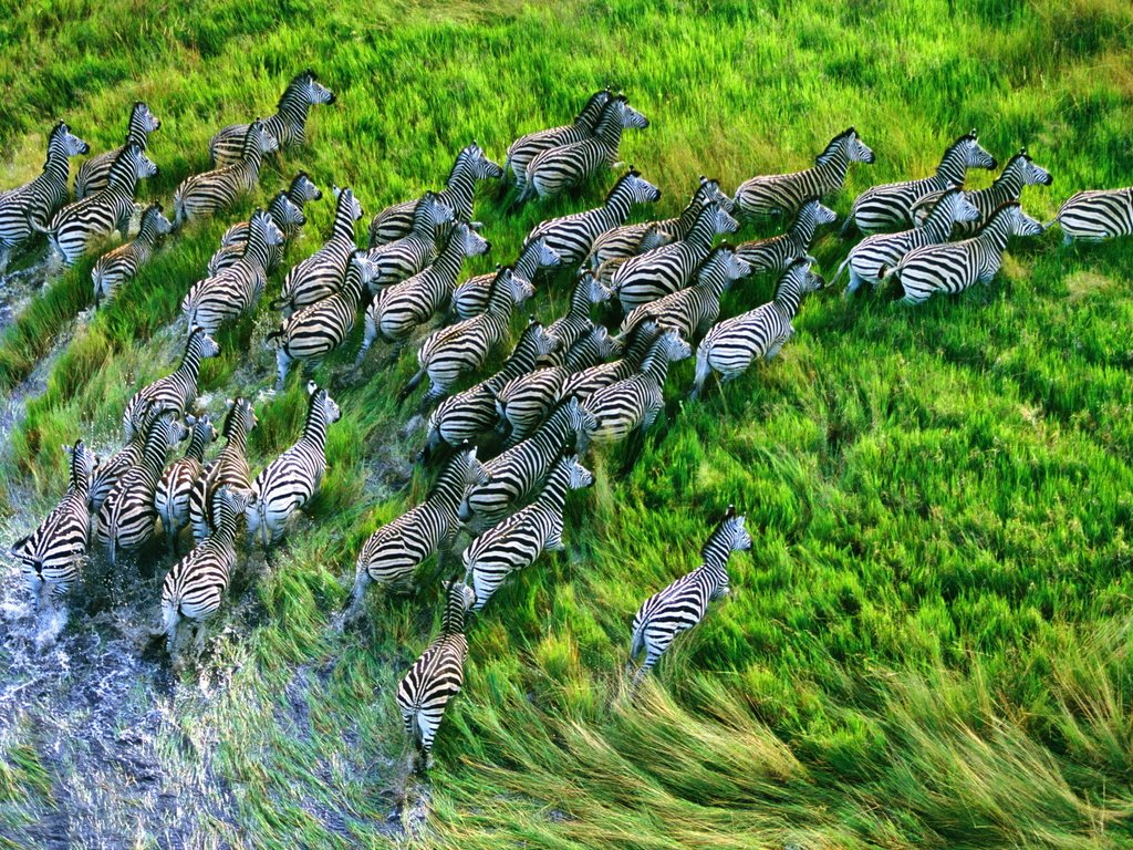 Обои трава, вид сверху, бег, стадо, зебры, grass, the view from the top, running, the herd, zebra разрешение 3200x2000 Загрузить