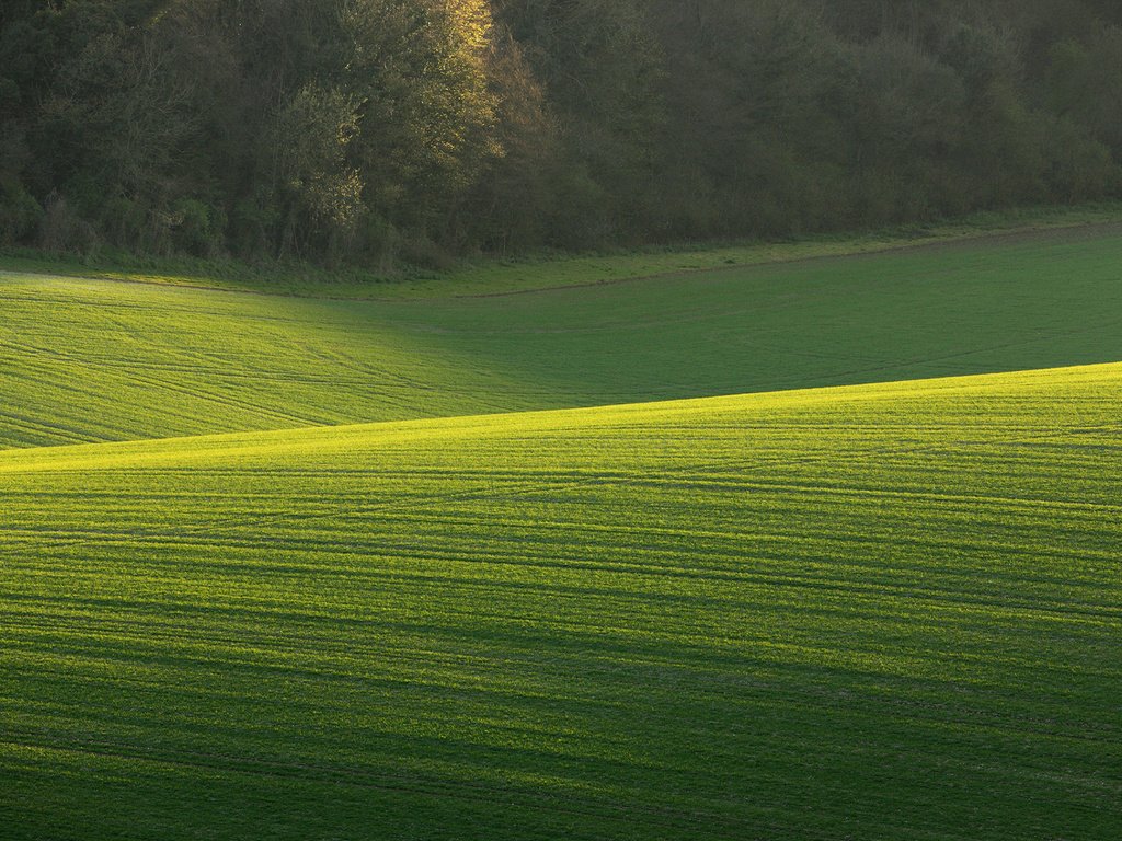 Обои трава, деревья, природа, поле, солнечный день, зеленое поле, grass, trees, nature, field, sunny day, green field разрешение 1920x1200 Загрузить