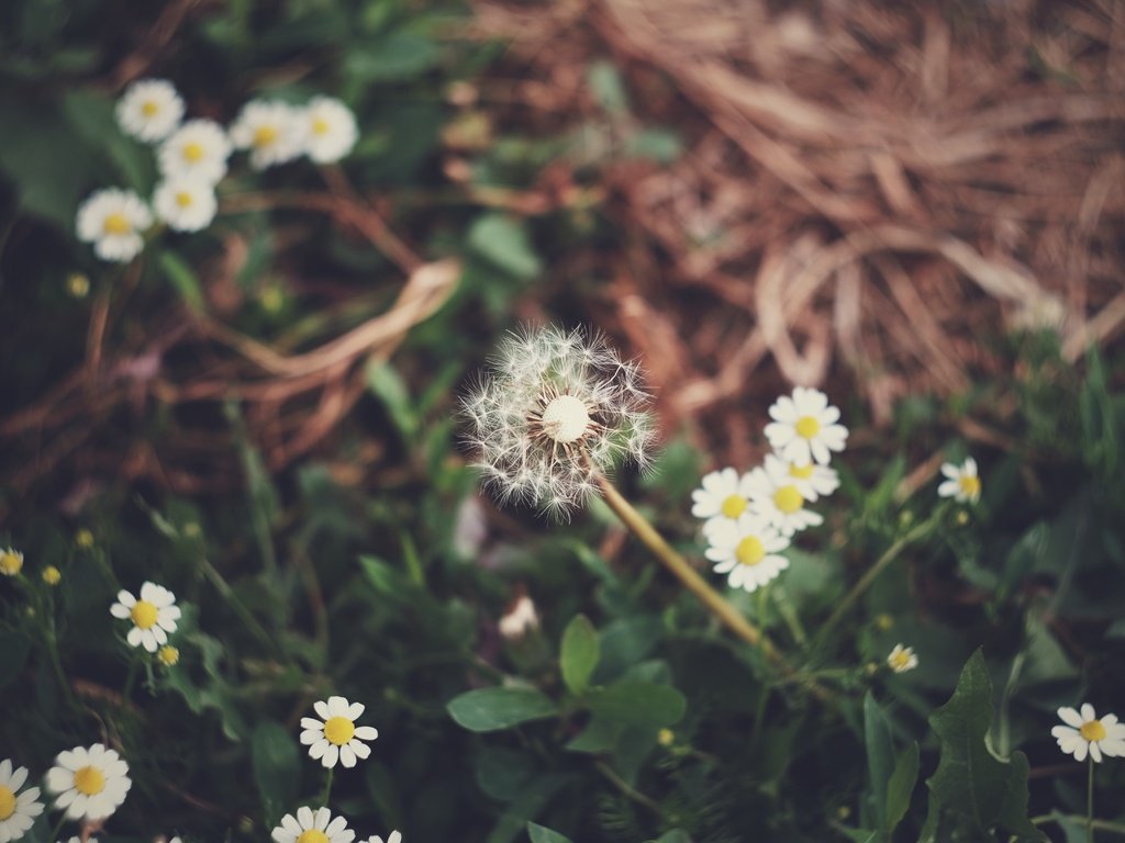 Обои цветы, трава, поляна, ромашки, одуванчик, flowers, grass, glade, chamomile, dandelion разрешение 4896x3264 Загрузить