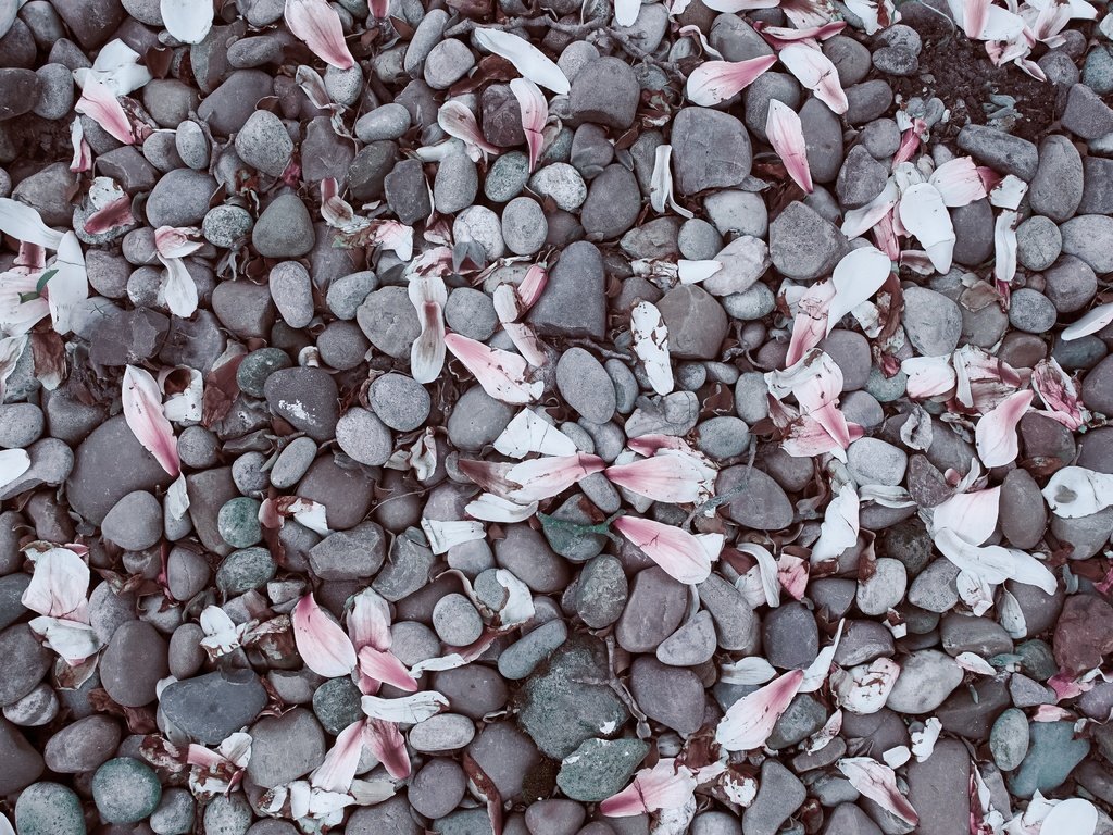 Обои камни, галька, лепестки, камешки, магнолия, stones, pebbles, petals, magnolia разрешение 3936x2624 Загрузить